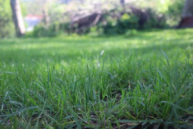 Doğa Yeşil Çimen arka planı, güneşli yaz zamanı, kırsal alan