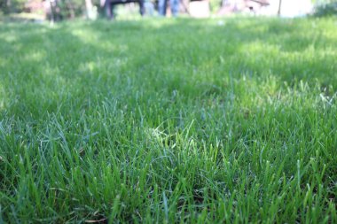 Doğa Yeşil Çimen arka planı, güneşli yaz zamanı, kırsal alan