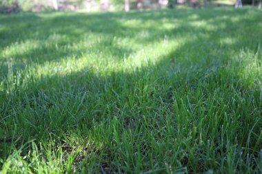Doğa Yeşil Çimen arka planı, güneşli yaz zamanı, kırsal alan