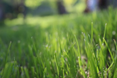 Doğa Yeşil Çimen arka planı, güneşli yaz zamanı, kırsal alan