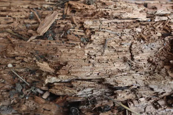 Doğal desenli ahşap doku arka plan olarak kullanılabilir.