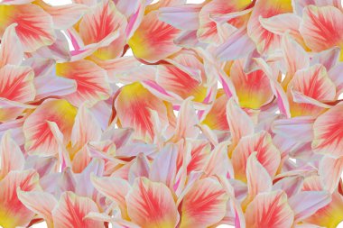 Renkli lale çiçeği desenli arka plan. Üst görünüm.