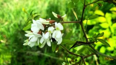 Bahçedeki Akasya Bahar Çiçeği, rüzgar doğası tarafından taşınır.