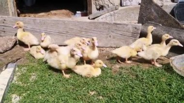 Avluda, kırsal bölgede bir grup yavru ördek.