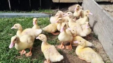 Avluda, kırsal bölgede bir grup yavru ördek.