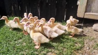 Avluda, kırsal bölgede bir grup yavru ördek.