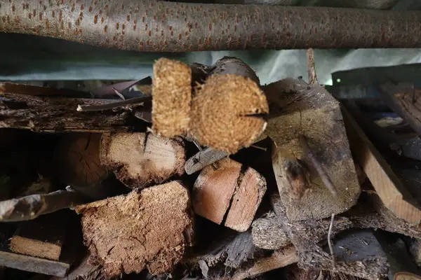 Kesik odun yığını, yakın çekim, kırsal alan