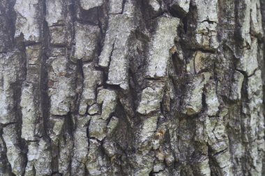 Ahşap ceviz desenli arka plan, kapat