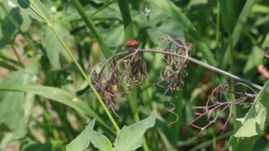 Bahçedeki Graphosoma lineatum böceği, kapat.