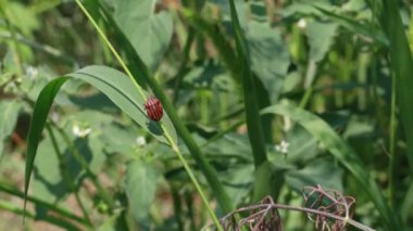 Bahçedeki Graphosoma lineatum böceği, kapat.