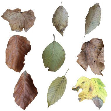 Sonbahar yaprakları beyaz ekranda izole