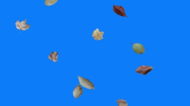 Düşen sonbahar yaprakları, mavi ekranda gerçekçi animasyon
