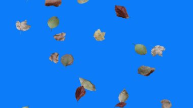 Düşen sonbahar yaprakları, mavi ekranda gerçekçi animasyon