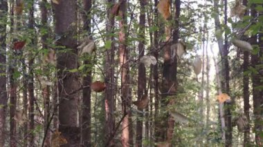 Ormana düşen sonbahar yaprakları, mevsime özel arka plan