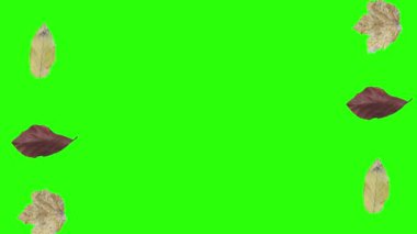 Sonbahar yeşil ekranda tasarım elementlerini canlandırır