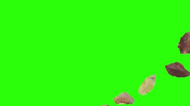 Sonbahar yeşil ekranda tasarım elementlerini canlandırır