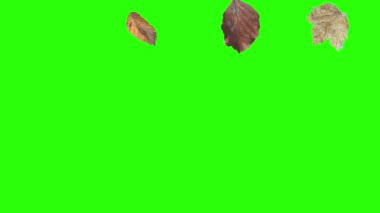 Sonbahar yeşil ekranda tasarım elementlerini canlandırır