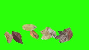 Sonbahar yeşil ekranda tasarım elementlerini canlandırır