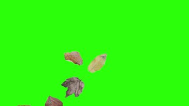 Sonbahar yeşil ekranda tasarım elementlerini canlandırır