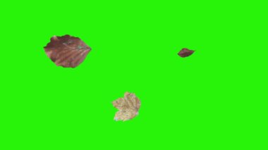 Sonbahar yeşil ekranda tasarım elementlerini canlandırır