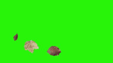 Sonbahar yeşil ekranda tasarım elementlerini canlandırır