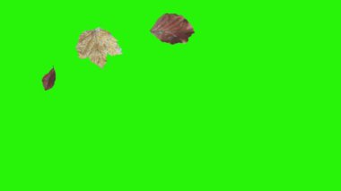 Sonbahar yeşil ekranda tasarım elementlerini canlandırır