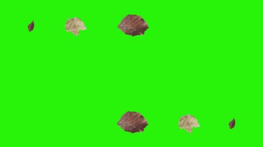 Sonbahar yeşil ekranda tasarım elementlerini canlandırır