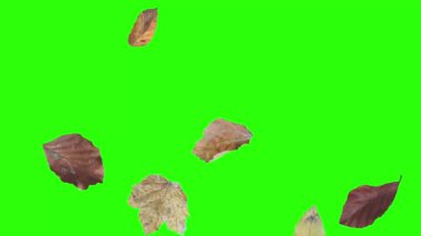 Sonbahar yeşil ekranda tasarım elementlerini canlandırır