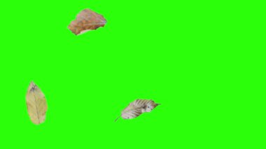 Sonbahar yeşil ekranda tasarım elementlerini canlandırır