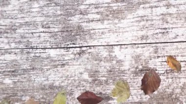 Gerçekçi sonbahar yaprakları ve ahşap doku elementleriyle hareketli grafik tasarımı