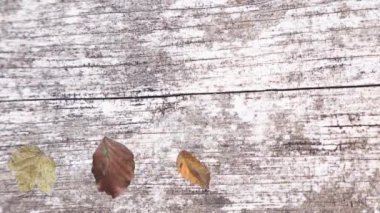 Gerçekçi sonbahar yaprakları ve ahşap doku elementleriyle hareketli grafik tasarımı