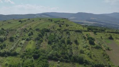 Romanya 'nın Somusca köyü etrafındaki yeşil tarlaların havadan görünüşü