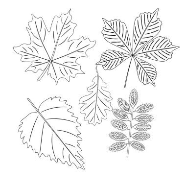 Forest Leaves eskiz stili, izole vektör çizimi. Doğrusal tarzda bir yaprak seti. Botanik minimalistik baskı.