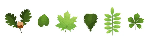 Ormanın yeşil yaprakları ya da beyaz arka planda park bitkileri. vektör illüstrasyonu