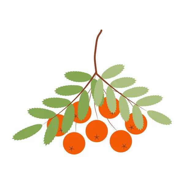 Yeşil yapraklar ve böğürtlenlerle dolu bir dağ külü dalı. Vektör çizimi. beyaz arkaplanda izole.