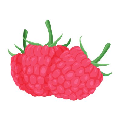 Beyaz arka planda üç olgun ahududu. Vektör