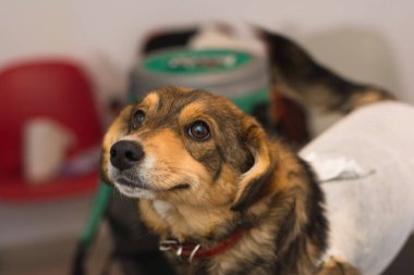 mixed breed dog at theveterinary clinic