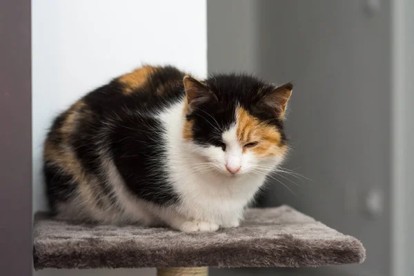 Portrait of a calico cat at home. Calico cats are domestic cats with a spotted or particolored coat that is predominantly white, with patches of two other colors.