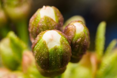 Close-up photo of spring flowers