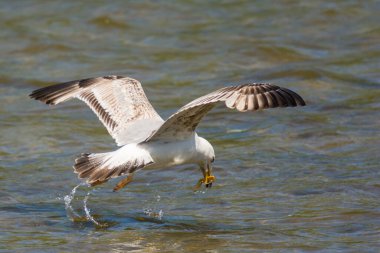 close-up photo of a wild bird