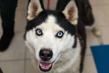 Veteriner kliniğindeki köpek.