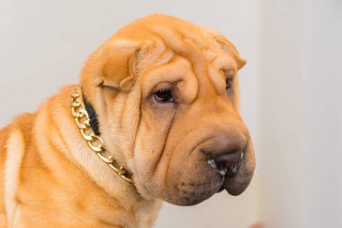 Veteriner kliniğindeki köpek.