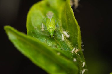 macro photo of aphids on the leaf