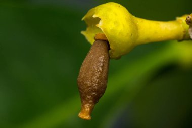 close-up photo of a lemon