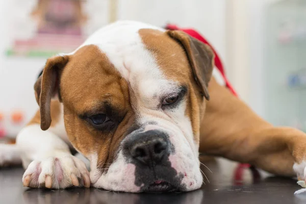 角膜潰瘍を持つ犬 英語のブルドッグ品種 — ストック写真