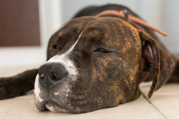 Amerikanischer Stafford Shire Terrier Schläft Der Tierklinik — Stockfoto
