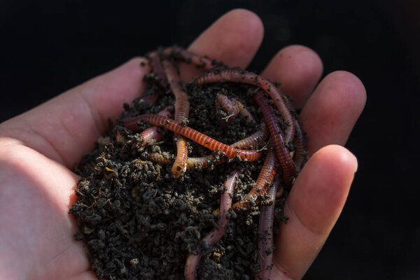 close-up photo of redwigglers