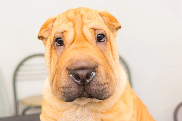 Veteriner Kliniğindeki Köpek — Stok fotoğraf