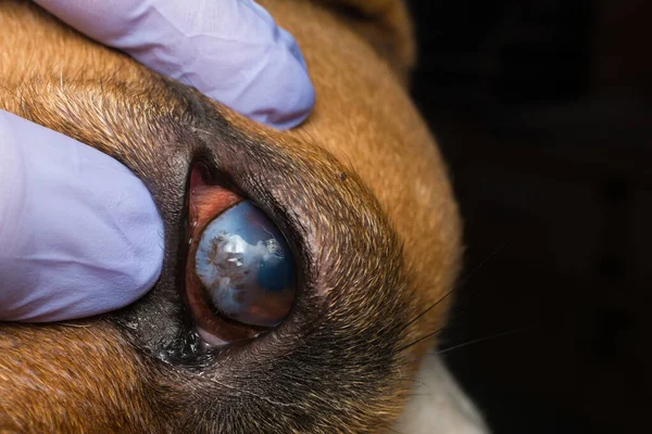 Kornea Ülseri Olan Bir Köpek Ngiliz Bulldog Cinsi - Stok İmaj