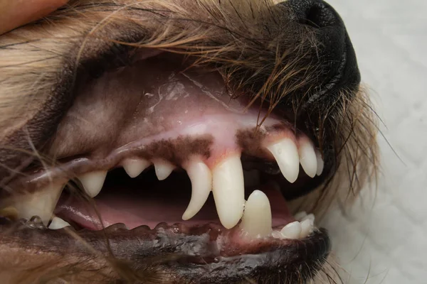 Close Photo Dog Mouth Decidual Tooth Extraction Jogdíjmentes Stock Fotók